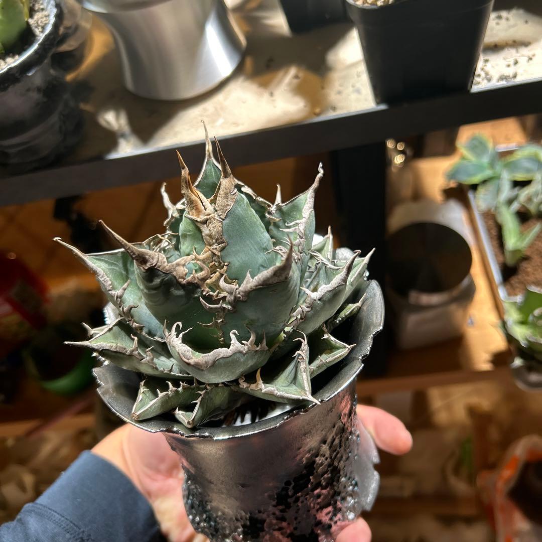 アガベ　海王　［烈海王］極上美株　コレクション株　陽炎　特価　プレステラ発送