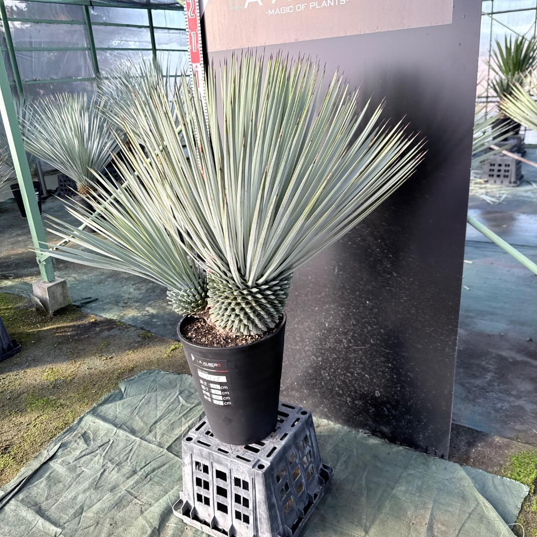 s*a様 【AL1115】ユッカ　ロストラータ　シルバーブルー個体　希少ダブルヘ