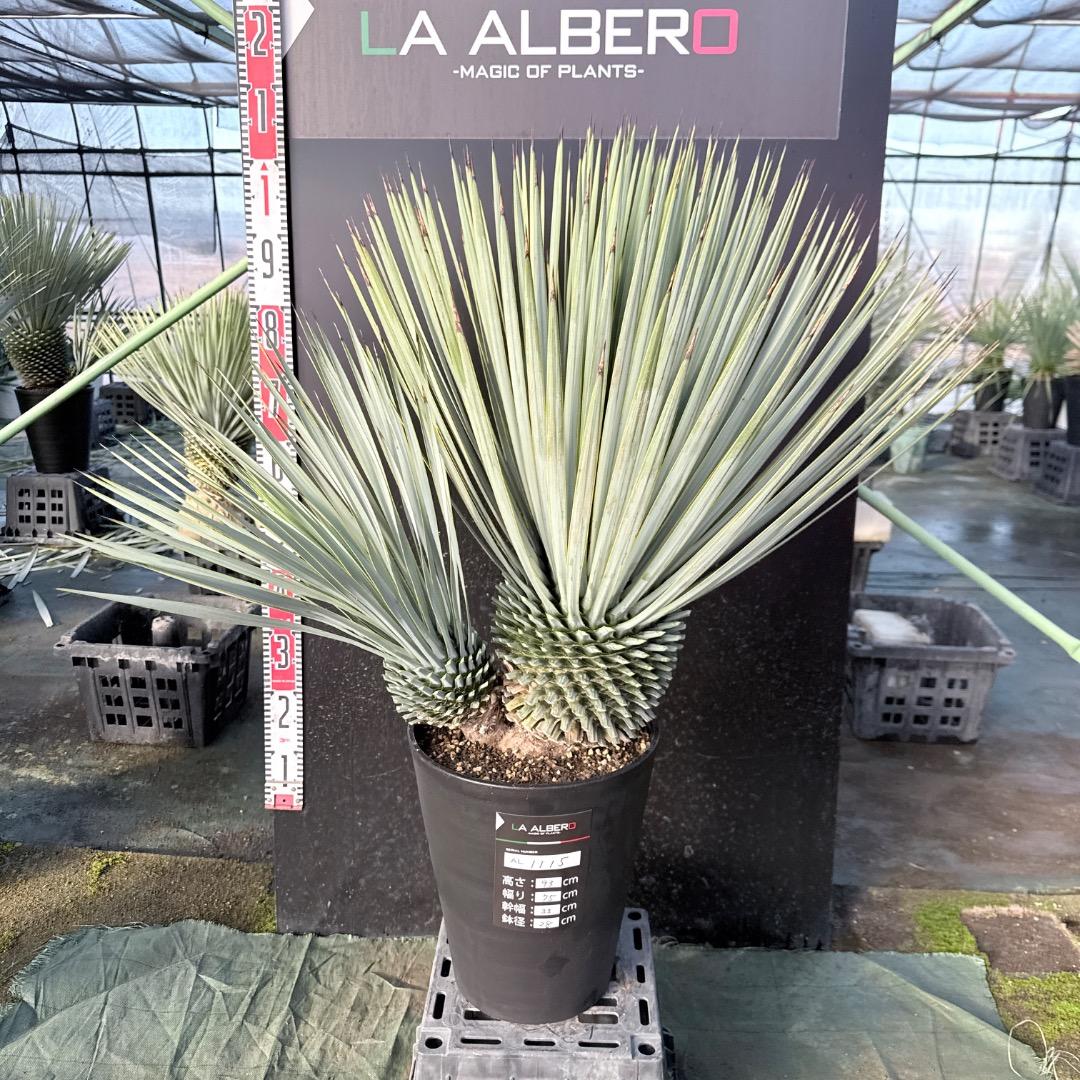 s*a様 【AL1115】ユッカ　ロストラータ　シルバーブルー個体　希少ダブルヘ