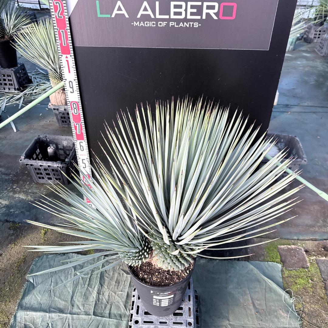 s*a様 【AL1115】ユッカ　ロストラータ　シルバーブルー個体　希少ダブルヘ