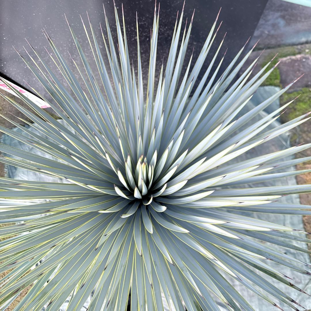 s*a様 【AL1115】ユッカ　ロストラータ　シルバーブルー個体　希少ダブルヘ