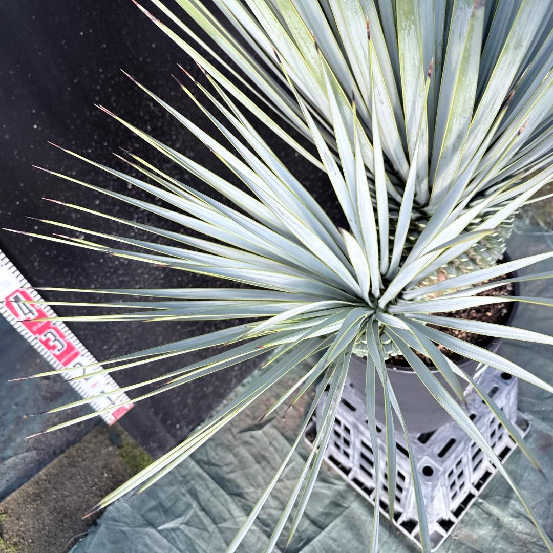 s*a様 【AL1115】ユッカ　ロストラータ　シルバーブルー個体　希少ダブルヘ