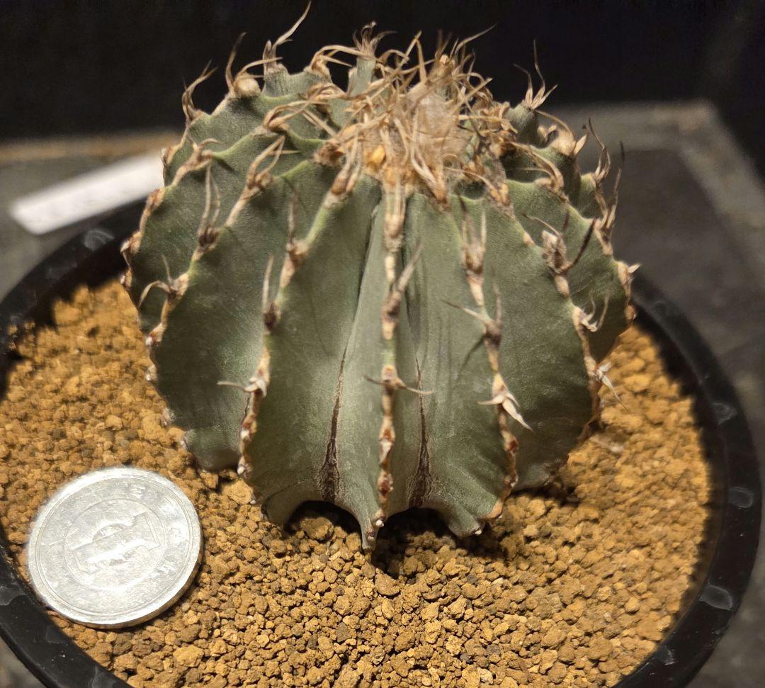 メキシカーナ　特大