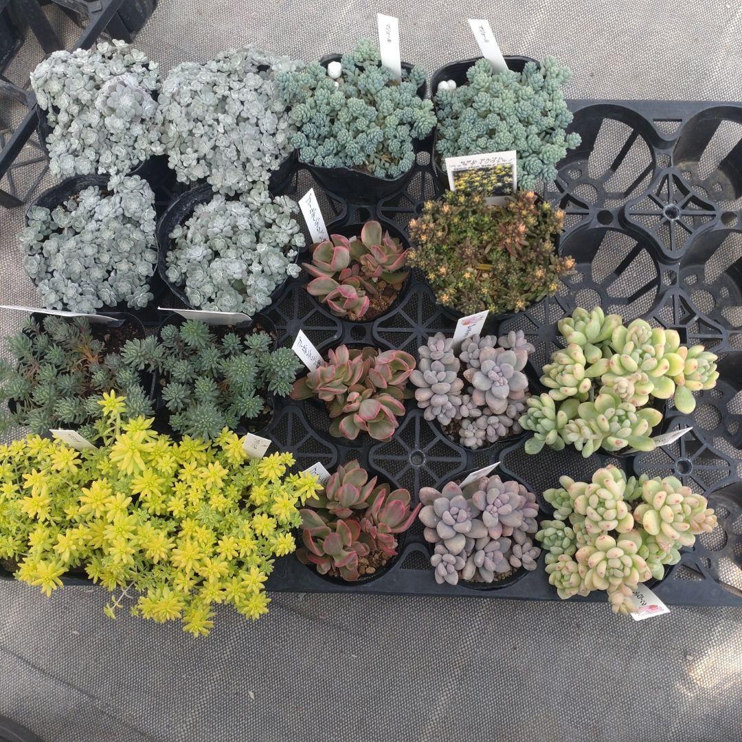 午前着指定 ももんちゃさん専用