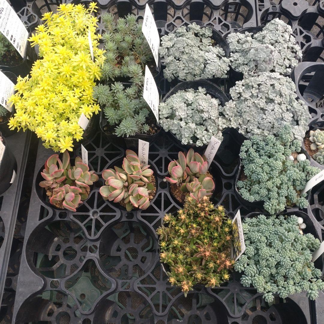 午前着指定 ももんちゃさん専用