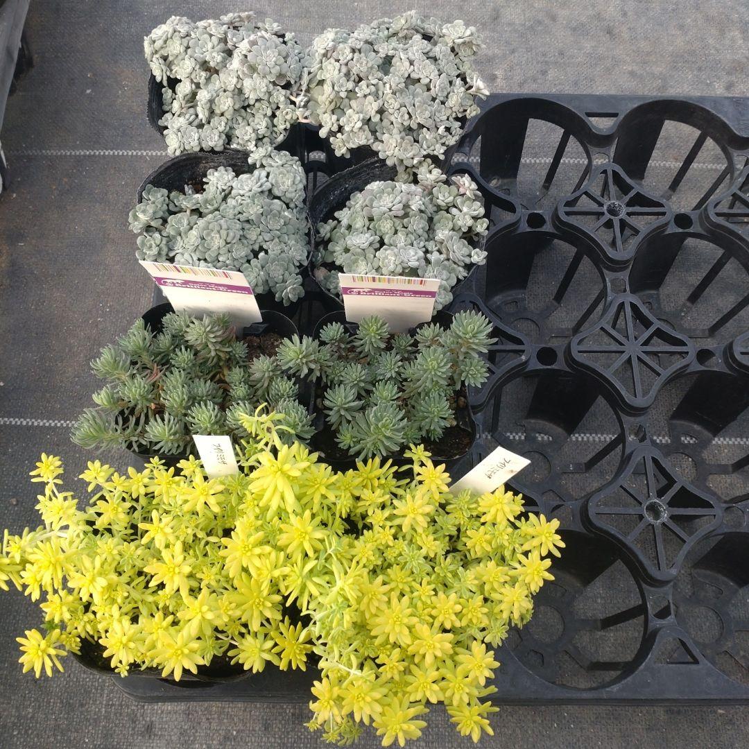 午前着指定 ももんちゃさん専用