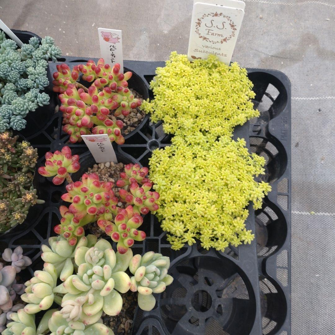 午前着指定 ももんちゃさん専用