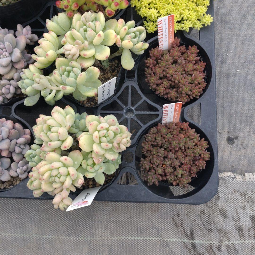 午前着指定 ももんちゃさん専用