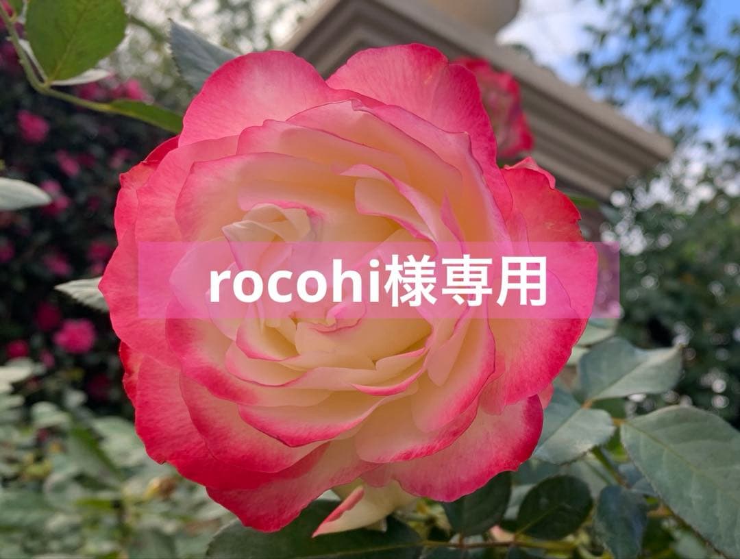 その他 rocohi