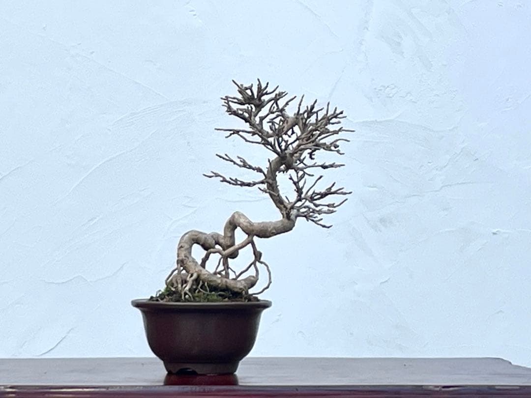 三河盆栽　カエデ　楓　関野氏作出　盆栽　根上がり　曲芸　雑木　小品　文人　葉物