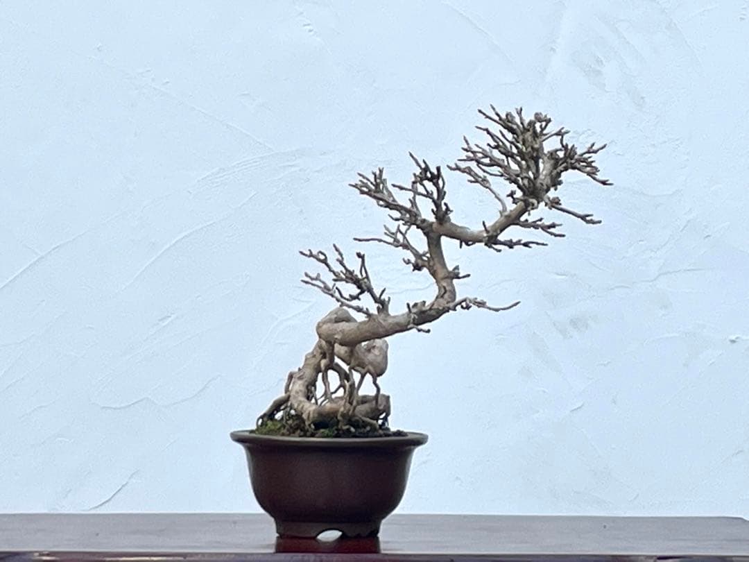 三河盆栽　カエデ　楓　関野氏作出　盆栽　根上がり　曲芸　雑木　小品　文人　葉物