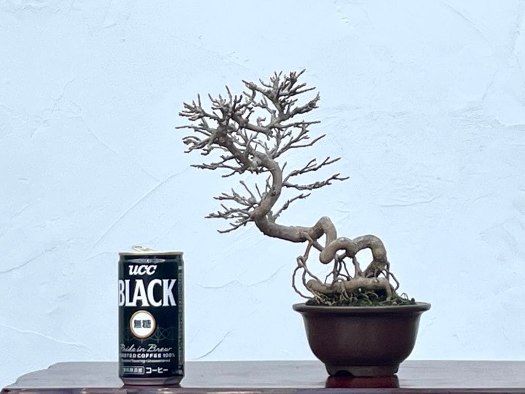 三河盆栽　カエデ　楓　関野氏作出　盆栽　根上がり　曲芸　雑木　小品　文人　葉物