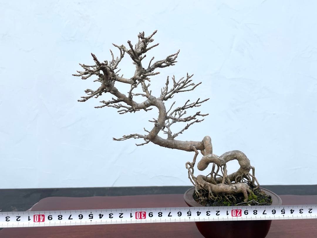 三河盆栽　カエデ　楓　関野氏作出　盆栽　根上がり　曲芸　雑木　小品　文人　葉物