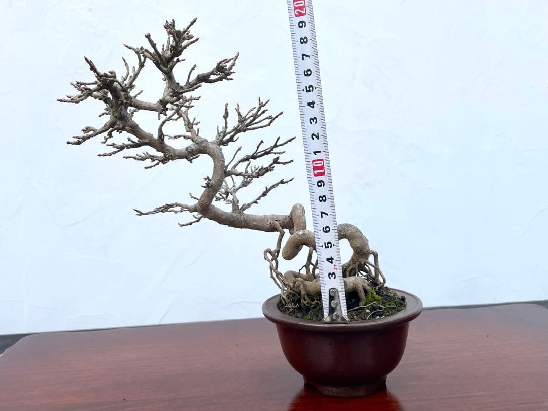 三河盆栽　カエデ　楓　関野氏作出　盆栽　根上がり　曲芸　雑木　小品　文人　葉物
