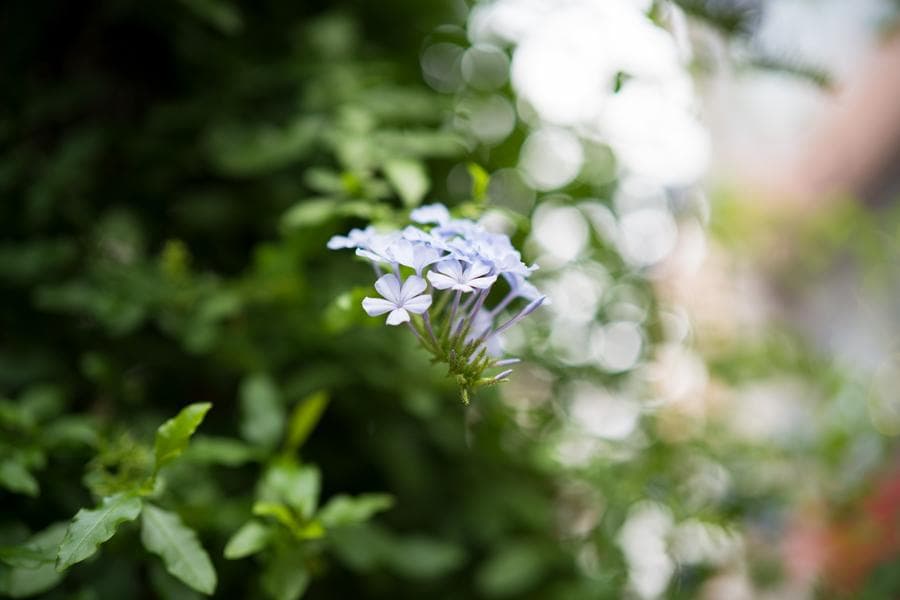 【夏休み特別最終値下げ】美品 Sony Zeiss Planar