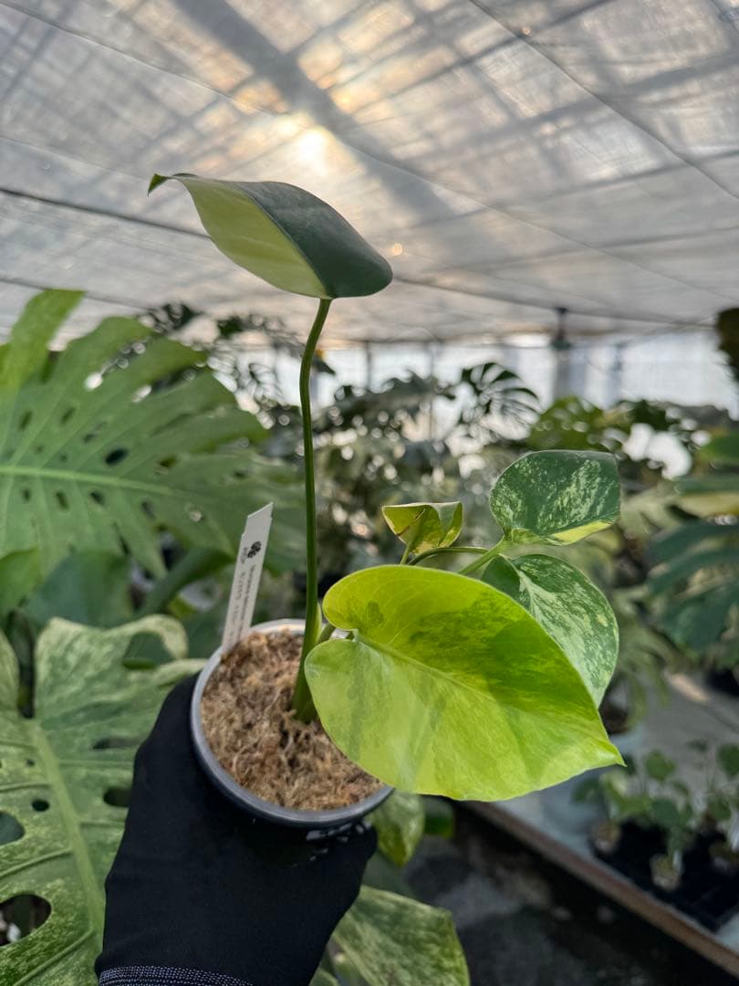 G5モンステラ　イエローマリリン　黄斑入り