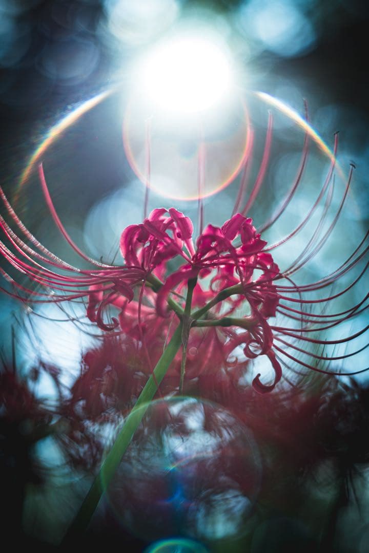 【美品】SuperTakumar 55mmF1.8 Eマウントアダプター付き