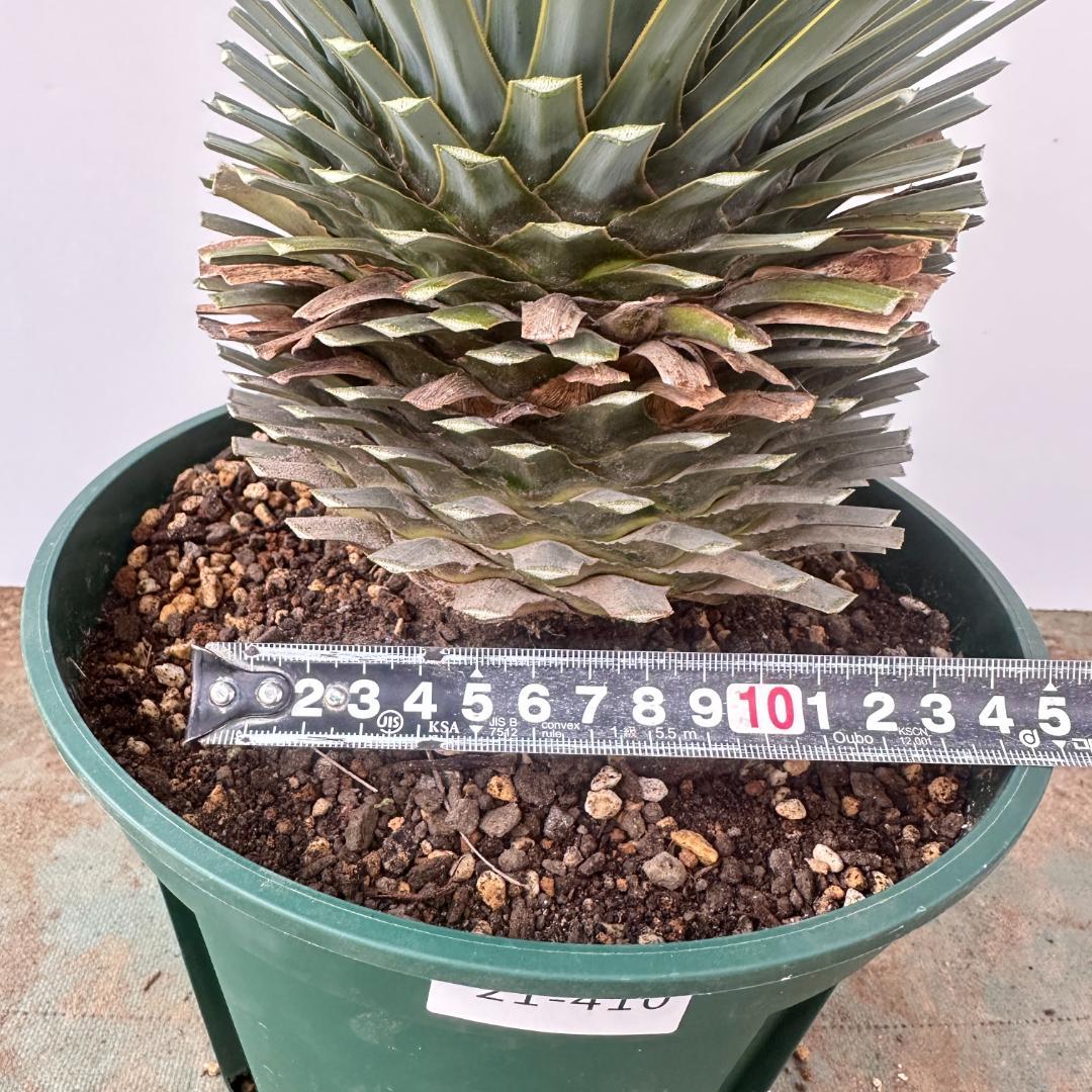 ユッカ　ロストラータ【21-410】美形　シルバーブルー