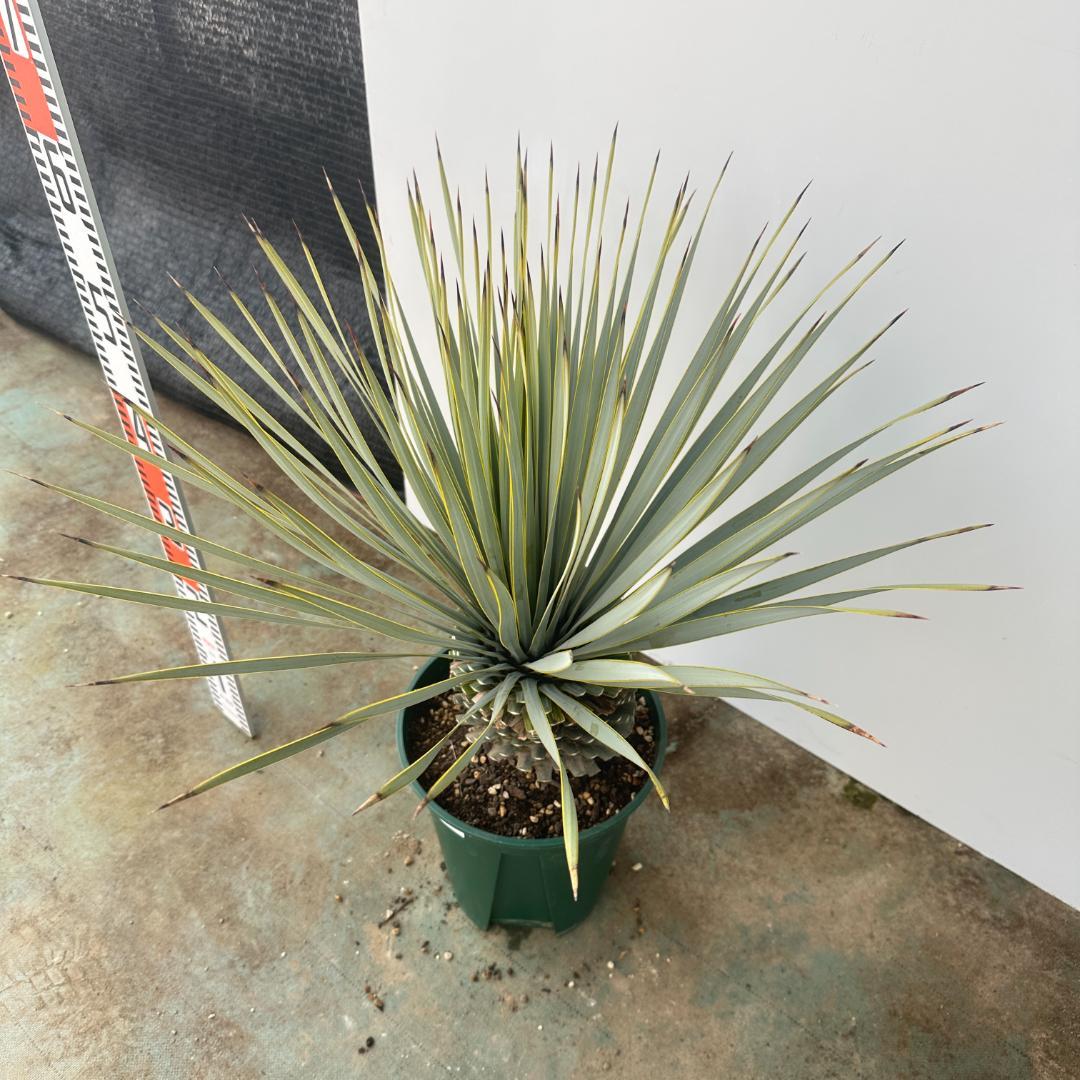 ユッカ　ロストラータ【21-410】美形　シルバーブルー