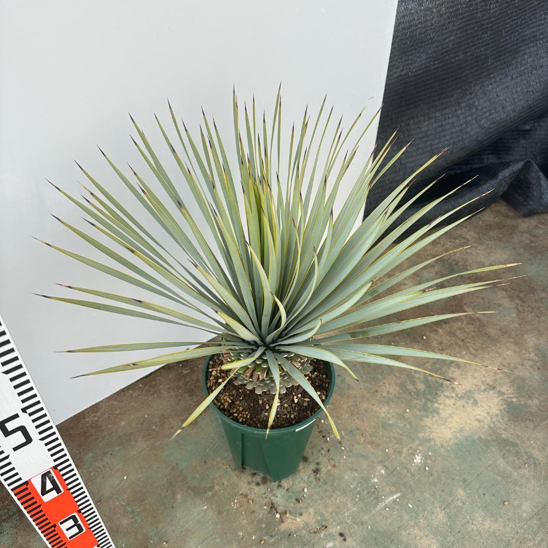 ユッカ　ロストラータ【21-410】美形　シルバーブルー