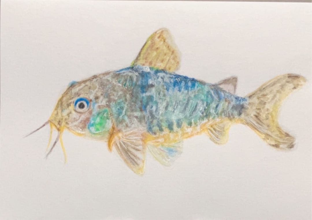 どんぐり　※他の方は購入できません