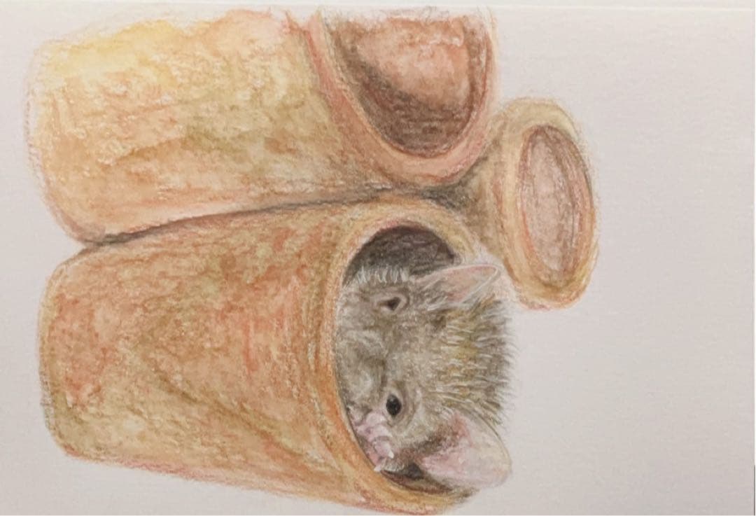 どんぐり　※他の方は購入できません