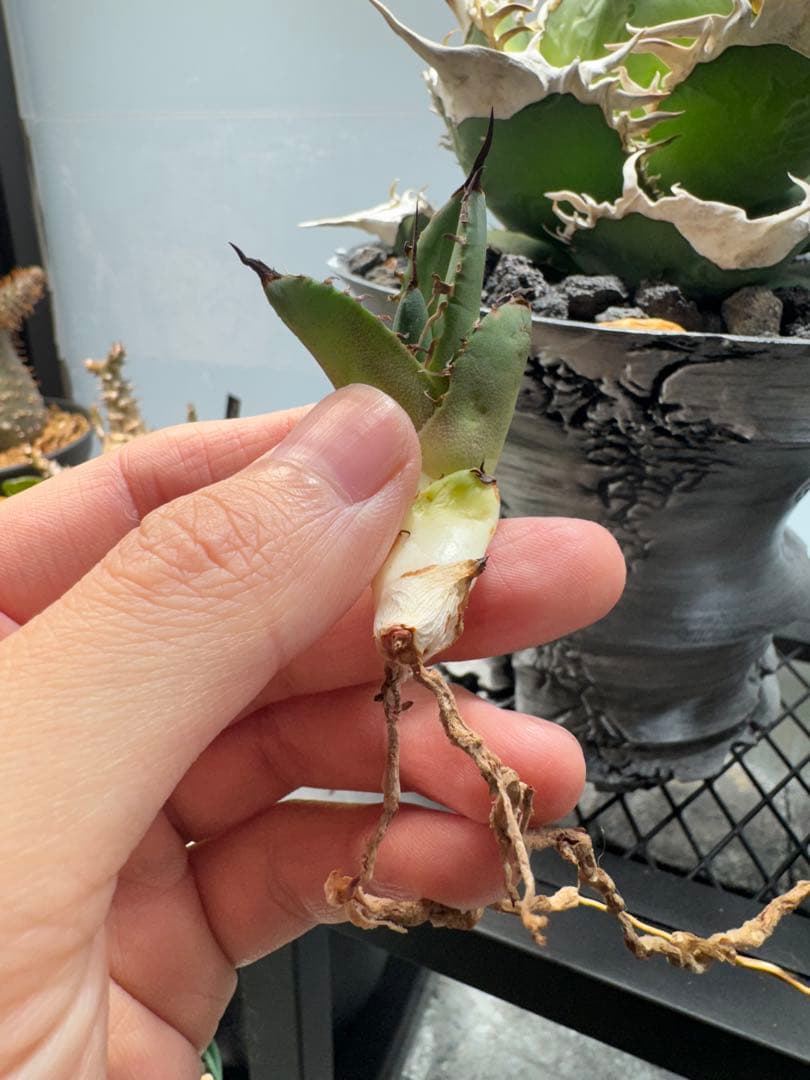 S*x様 アガベ・チタノタ・【特選】オテロイ　実生選抜株