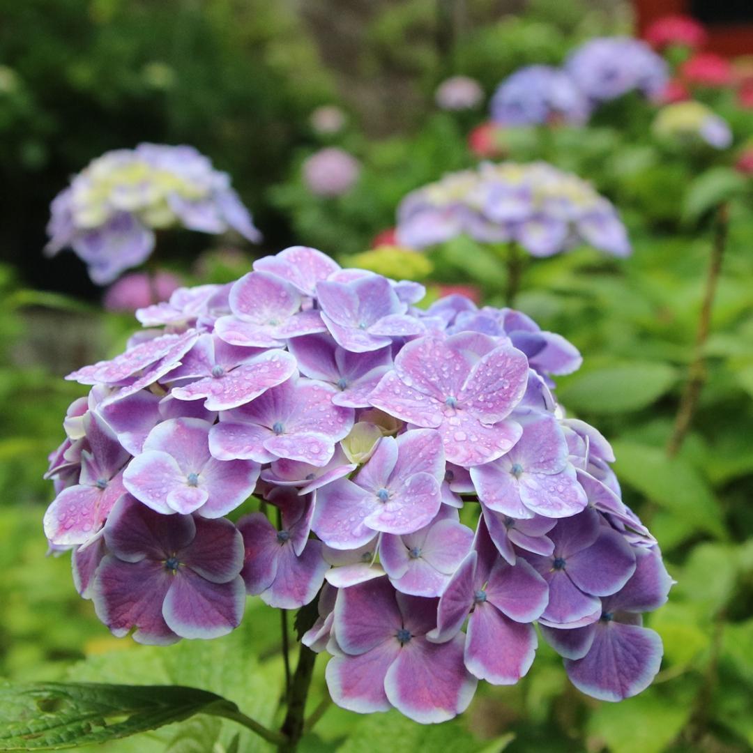 タムロンSP AF17-50mm F2.8 XR DiII APS-C A16E