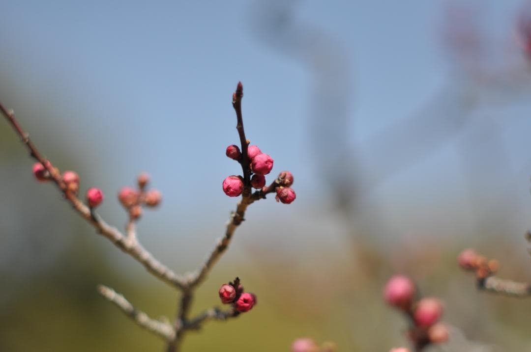 美品 試写写真有り Nikon Ai NIKKOR 85mm F/2 レンズ