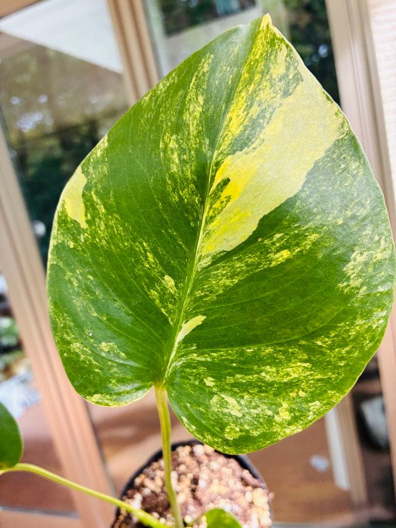 黄斑入り　モンステラモンステラ　デリシオーサ イエローマリリン　中小株