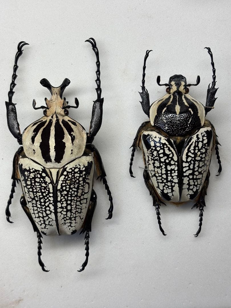 WD大型ペア ゴライアスオオツノハナムグリ