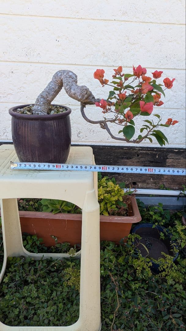 ブーゲンビリア 盆栽 半懸崖　赤花