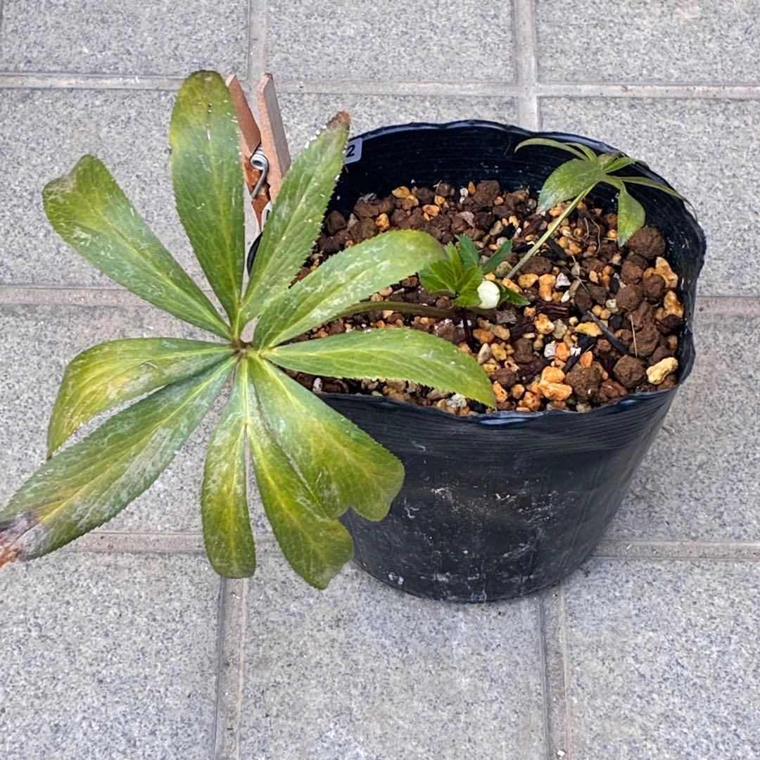 の*ん様 ☘️蕾付き☘️3302⭐️小輪⭐️SD⭐️シズカ⭐️静⭐️樋口さん⭐️