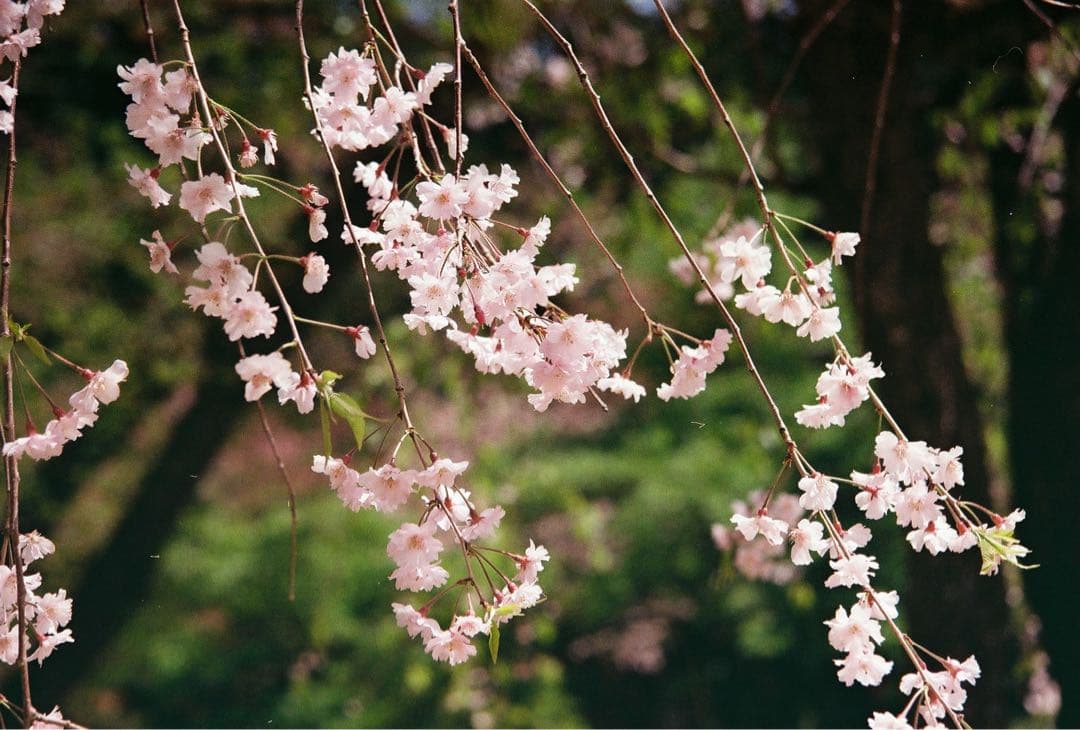 試写済み　取説新品　Canon EOS 7Sフイルムカメラ　視線入力