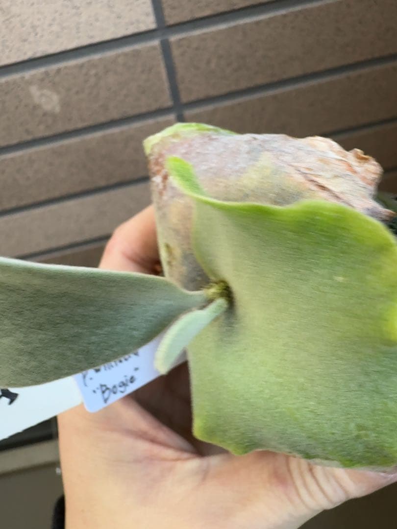 ビカクシダ P.willinckii \" Bogie \" OC