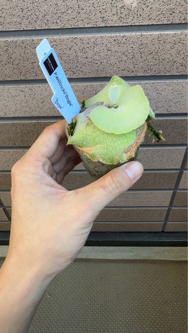 ビカクシダ P.willinckii \" Bogie \" OC