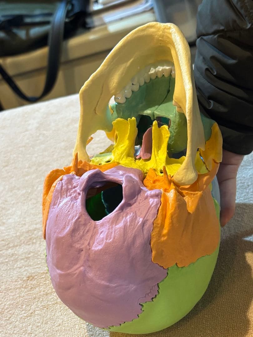 頭蓋骨人体模型 磁石式22分解可能