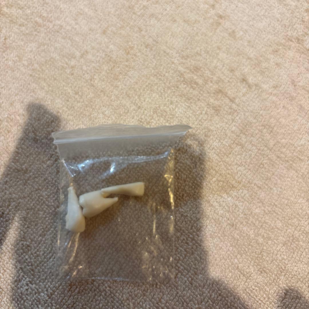 頭蓋骨人体模型 磁石式22分解可能