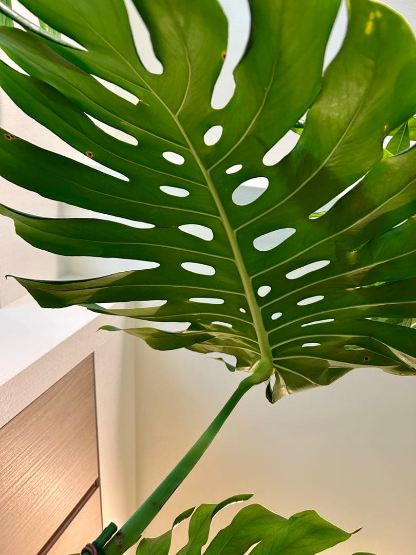 【引取特価】【ワイルド】破格！巨大モンステラ　約120cm 8号鉢 葉60cm