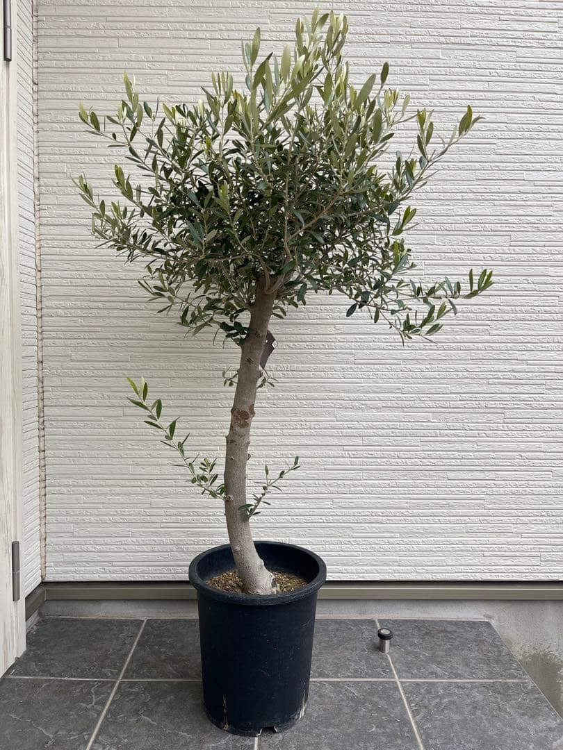 【SOUJU】オリーブの木　ネバディロブランコ　幹極太　No.14 9号鉢