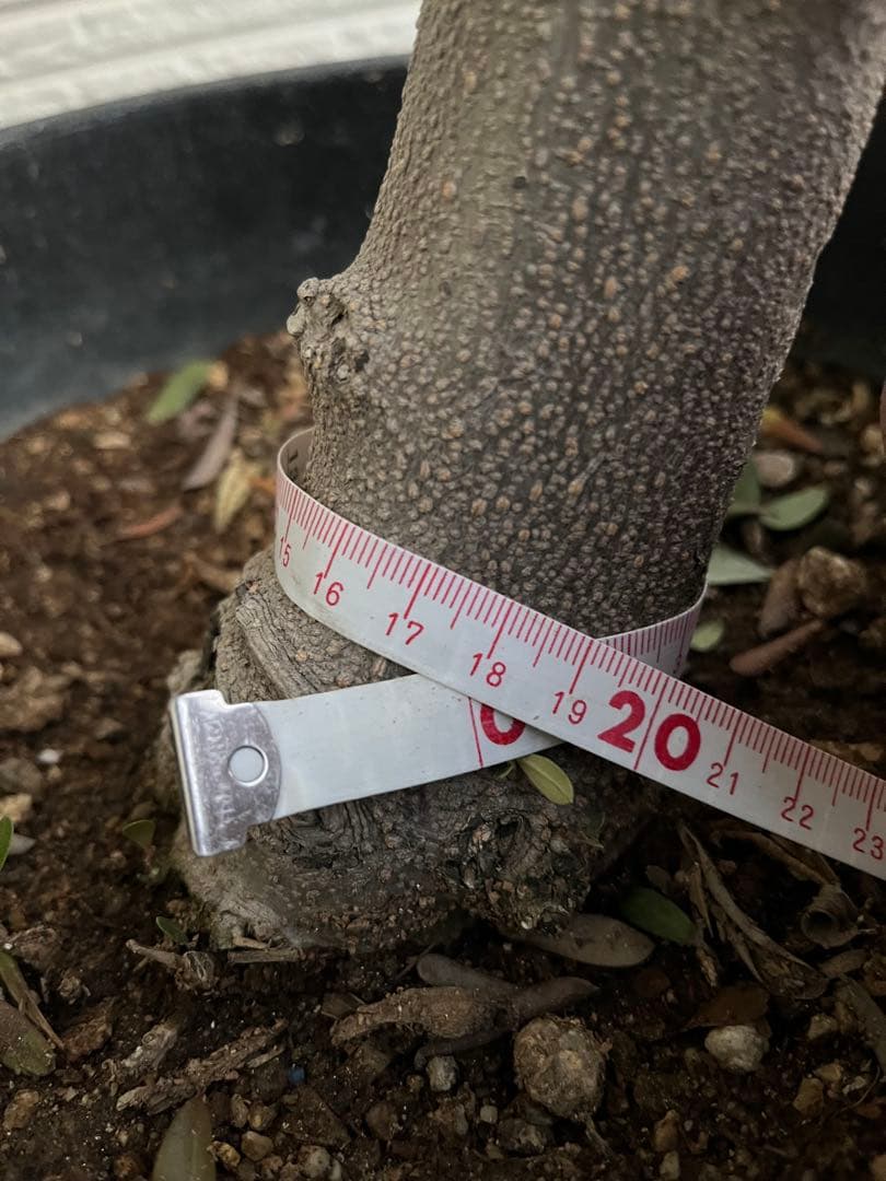 【SOUJU】オリーブの木　ネバディロブランコ　幹極太　No.14 9号鉢