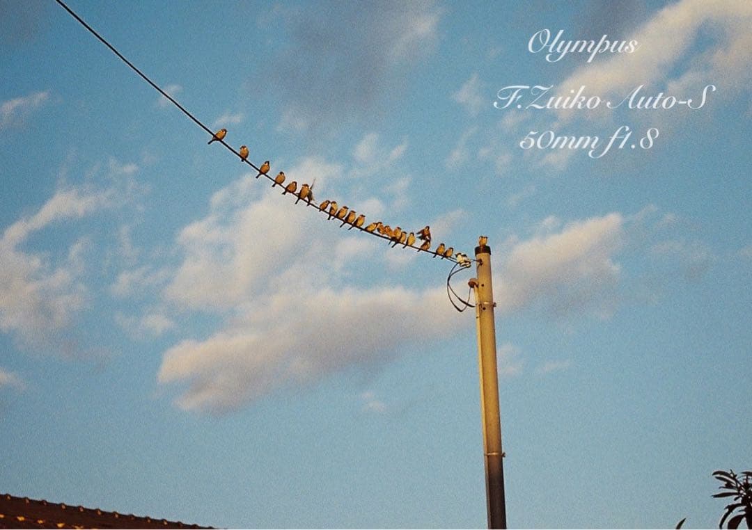 ★完動品＊美品＊初期保証★OM-1 ★グリーンリザード外装★作例必見！