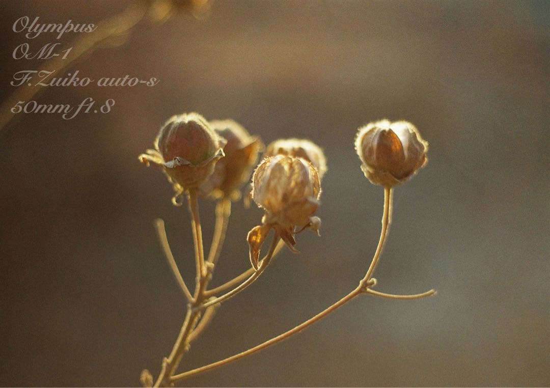 ★完動品＊美品＊初期保証★OM-1 ★グリーンリザード外装★作例必見！