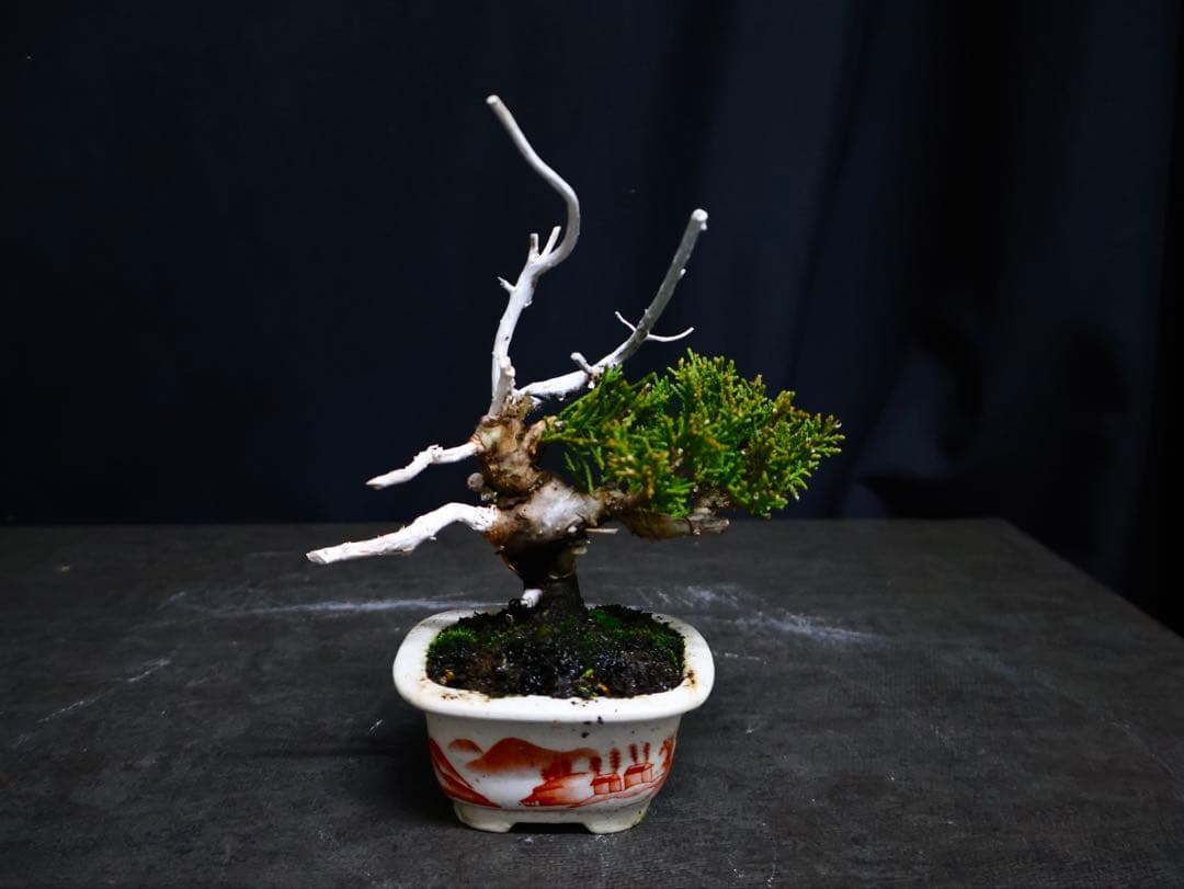 真柏　小品盆栽　天神　ジン　シャリ　盆栽　ミニ盆栽