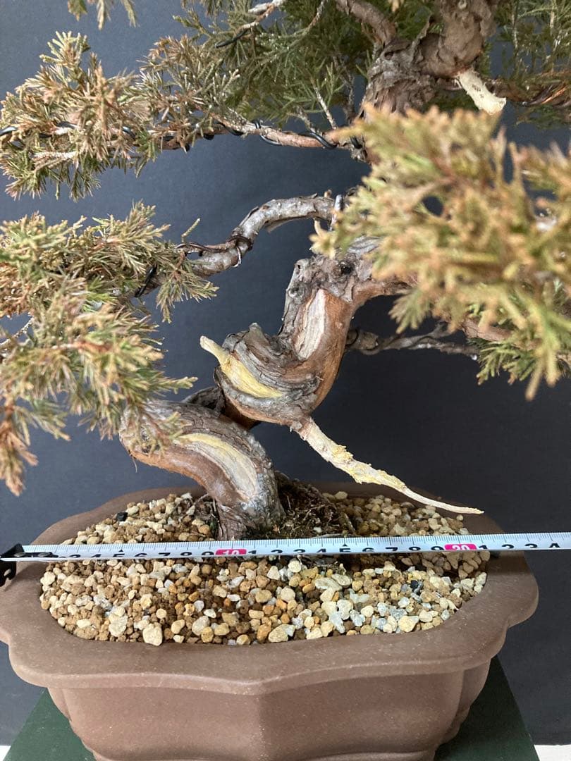値下げ 早い者勝ち 画像追加 盆栽 中品 糸魚川 真柏
