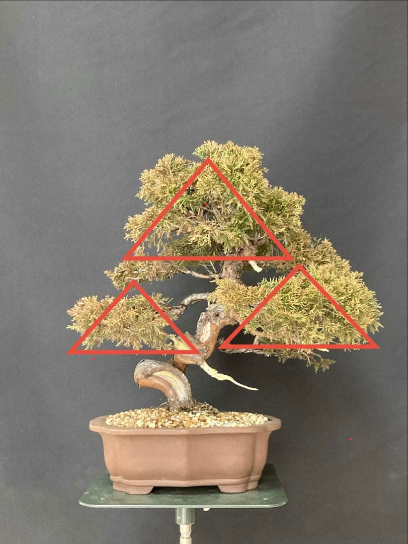 値下げ 早い者勝ち 画像追加 盆栽 中品 糸魚川 真柏