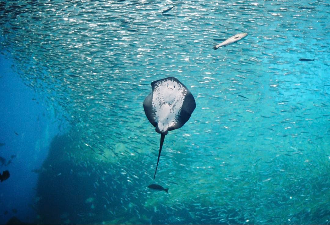 ■ 美品 ■ ニコン　Nikon F3 HP ボディ ≪198万番台≫