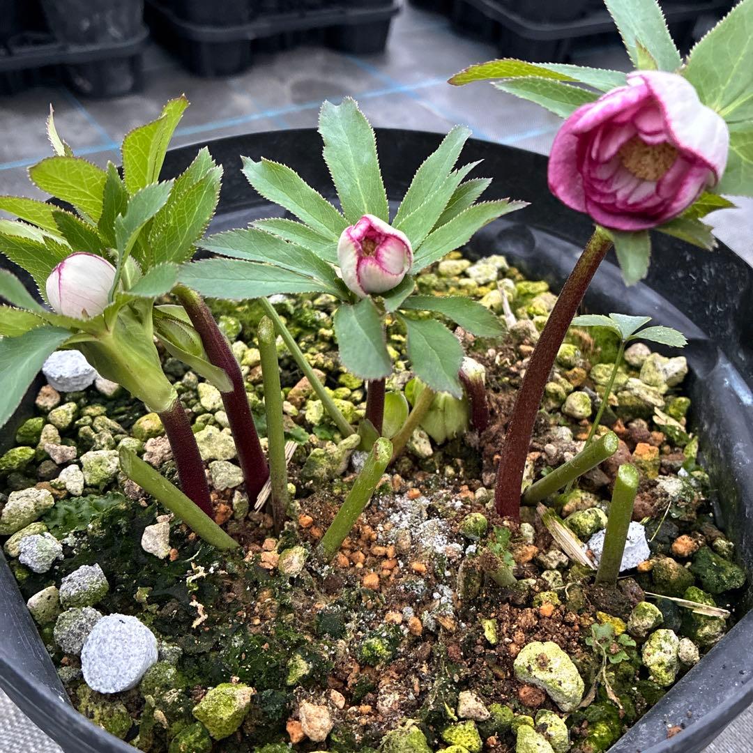 まいさんページ