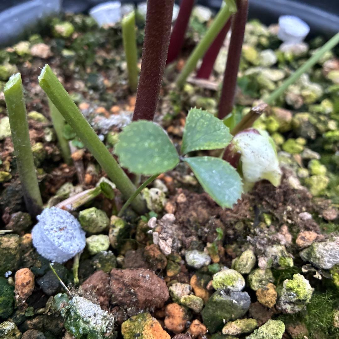 まいさんページ