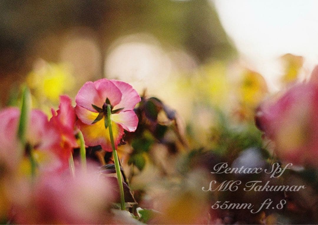 完動品＊美品＊初期保証★pentax spfレンズセット★フィルム入門★作例多数